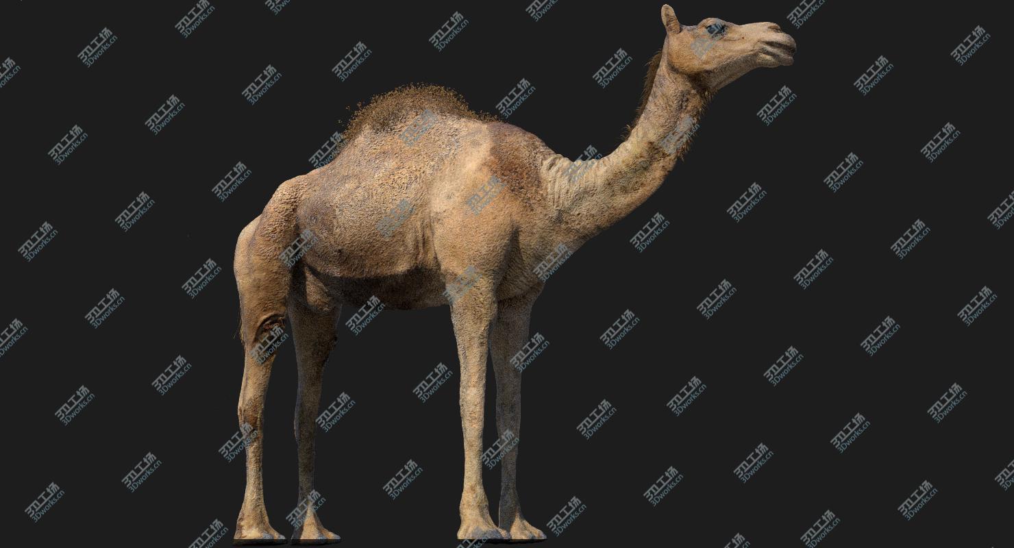 images/goods_img/2021040164/Camel (Rigged) (No fur) 3D model/1.jpg